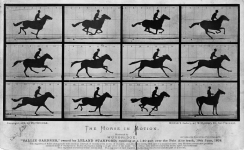 horse galloping 1878.png